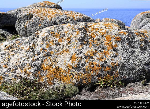 Caloplaca marina is a crustose lichen. Marine granite cliff with adult and hatchling gull. This photo was taken in A Coruña coast, Galicia, Spain