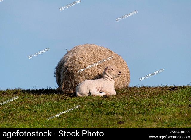 Sheep and lamb on the dike of Westerhever in Germany