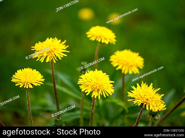 Yellow dandelion flowers in green grass, spring photo