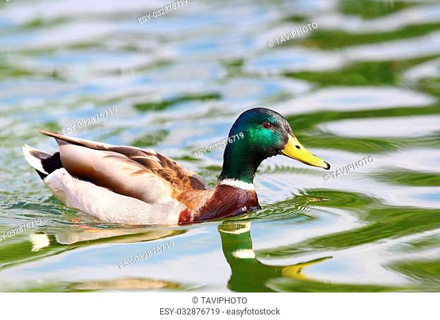 male wild mallard duck on pond ( Anas platyrhynchos )