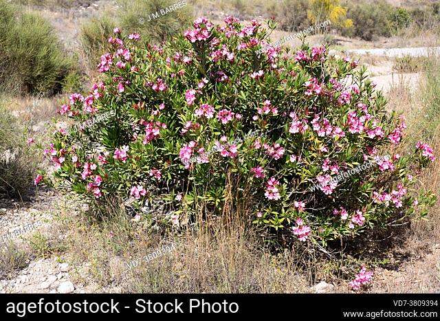 Oleander (Nerium oleander) is a poisonous shrub or small tree native to Mediterranean basin. This photo was taken in Cabo de Gata Natural Park, Almeria province