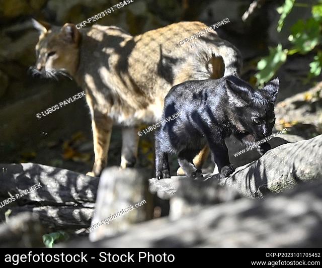 Jungle Cat (Felis chaus) with her kitten at the Jihlava Zoo, Czech Republic, October 17, 2023. (CTK Photo/Lubos Pavlicek)