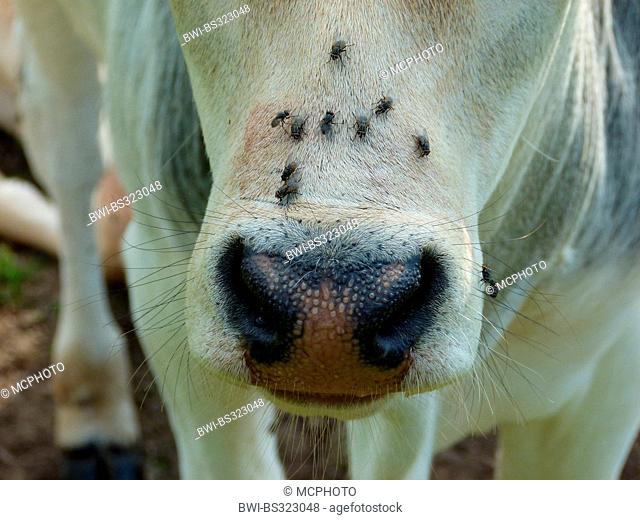 domestic cattle (Bos primigenius f. taurus), flies sitting on the mouth of a cow, Germany