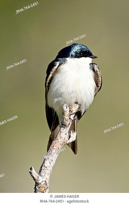 Tree swallow Tachycineta bicolor, near Oliver, British Columbia, Canada, North America
