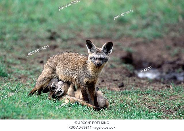 Bat-eared Foxes female nursing youngs Masai Mara game reserve Kenya Otocyon megalotis
