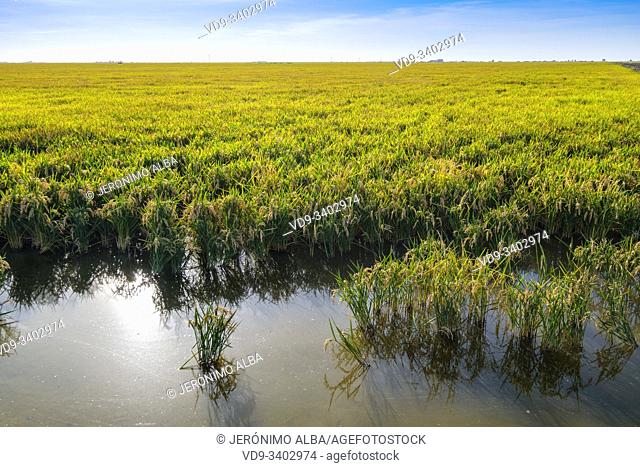 Rice fields in the Guadalquivir river delta near Los Palacios y Villafranca, Sevilla province. Southern Andalusia, Spain. Europe