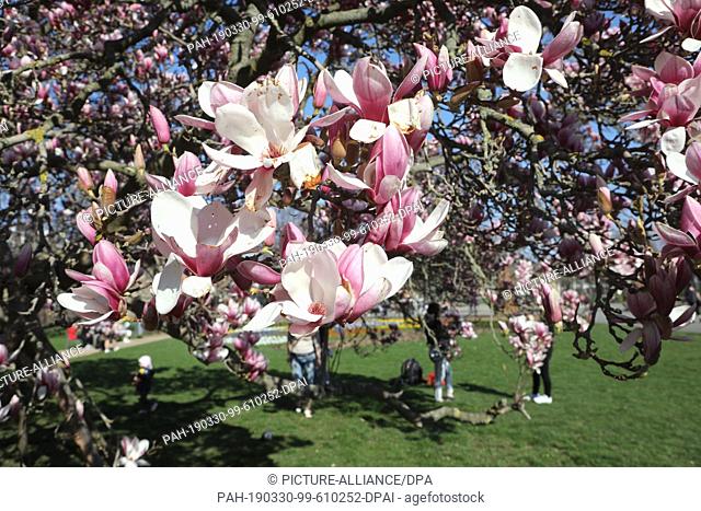 30 March 2019, Thuringia, Gera: A magnolia tree blooms in the kitchen garden. Magnolias (Magnolia) are a plant genus in the Magnoliaceae family