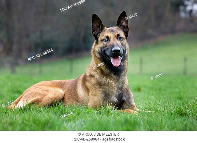 Belgian Shepherd / Malinois