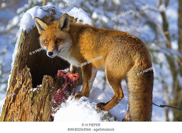 red fox Vulpes vulpes, on tree trunk in snow, Germany