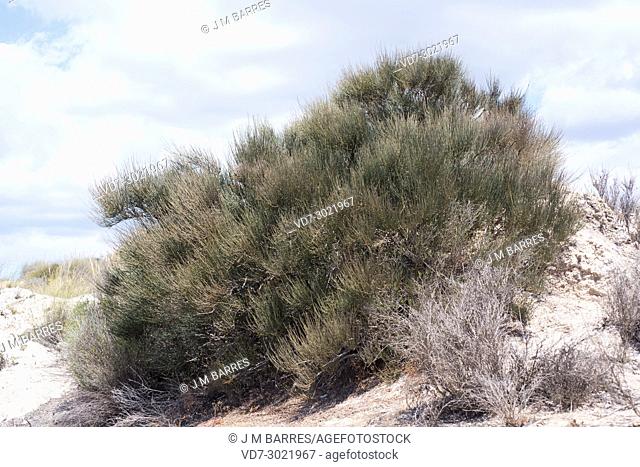 Joint pine (Ephedra fragilis) is a toxic shrub native to west Mediterranean region. This photo was taken in Sorbas, Almeria, Andalucia, Spain