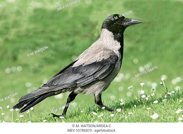 Hooded Crow - also know as a 'Hoodie' (Corvus cornix)