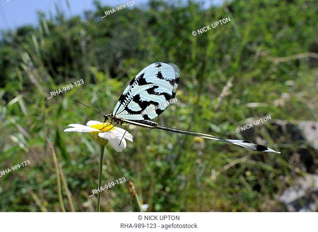 Thread winged lacewing or Spoonwing lacewing Nemoptera sinuata feeding on Ox eye daisy Leucanthemum vulgare, Lesbos, Greece