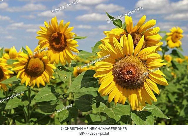 Sunflowers (Helianthus annuus) near Nata, Botswana, Africa