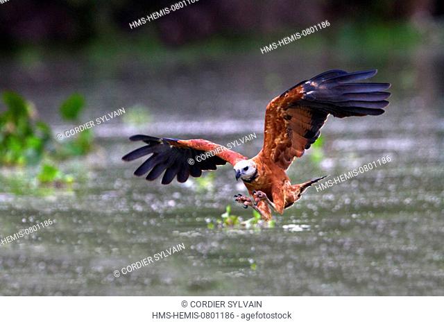 Brazil, Mato Grosso, Pantanal area, Black collared Hawk (Busarellus nigricollis)
