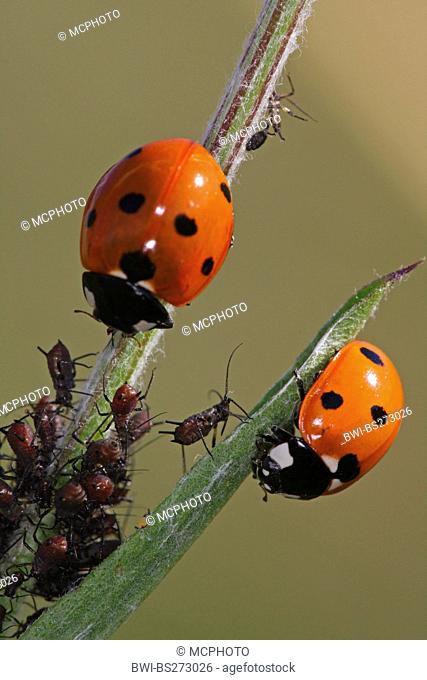 seven-spot ladybird, sevenspot ladybird, 7-spot ladybird Coccinella septempunctata, with sucking louses at a sprout, Germany, Baden-Wuerttemberg