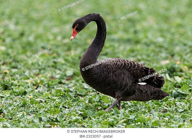 Black swan (Cygnus atratus) standing in a canola field, Fuldabrueck, Hesse, Germany, Europe