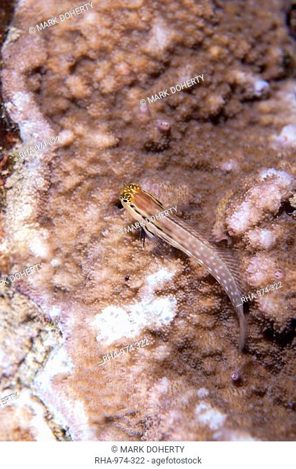 Dentex blenny (Red Sea combtooth blenny) (ecsenius dentex), Naama Bay, off Sharm el-Sheikh, Sinai, Red Sea, Egypt, North Africa, Africa
