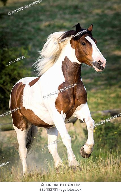 Noriker Horse. Pinto mare galloping on a pasture. Austria