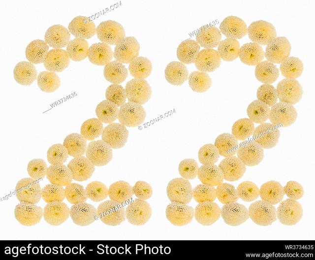 Arabic numeral 22, twenty two, from cream flowers of chrysanthemum, isolated on white background