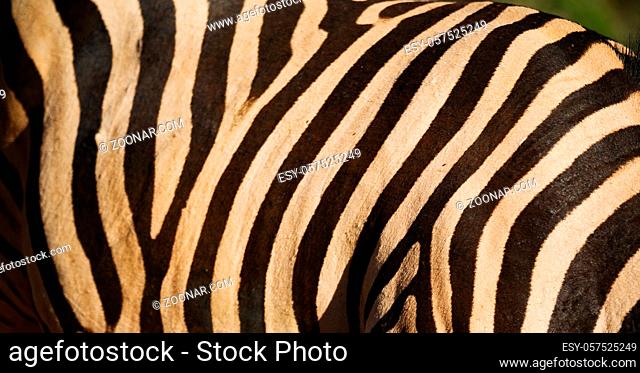 blur in south africa  kruger wildlife  nature reserve and wild zebra skin abstract background