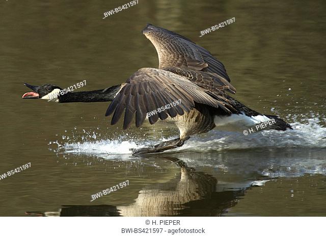 Canada goose (Branta canadensis), landing on water, Germany, North Rhine-Westphalia