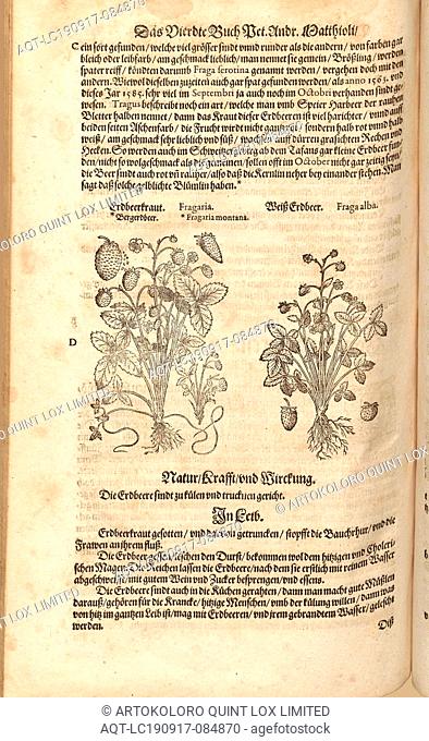 Fragaria et Fraga alba, Strawberry herb, Bergerdbeer and Weiss strawberry, Fol. 355v, 1590, Pietro Andrea Mattioli, Joachim Camerarius: Kreuterbuch desz...