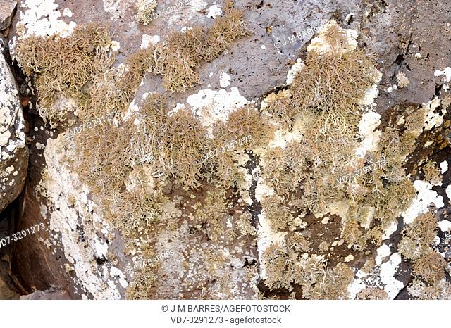 Orchilla (Roccella canariensis) is a fruticulose lichen which provides a purple dye. This photo was taken in Lanzarote Island, Canary Islands, Spain