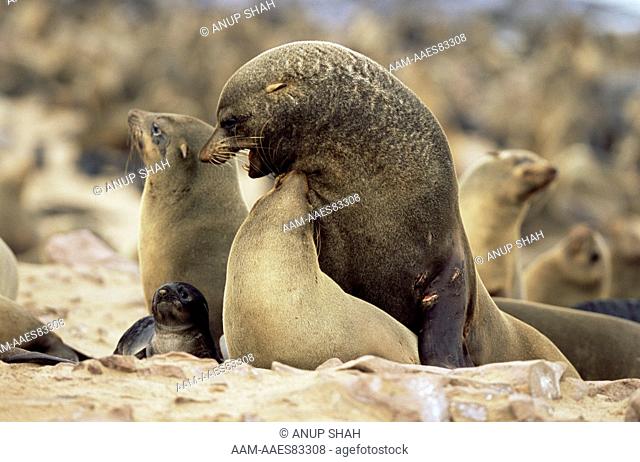 Fur Seal pair mating (Arctocephalus pusillus) Cape Cross Seal Reserve, Namibia