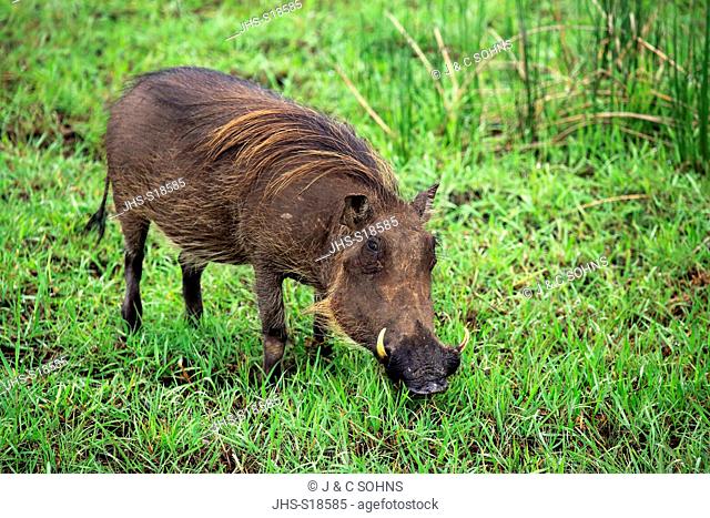 Warthog, (Phacochoerus aethiopicus), adult feeding, Isimangaliso Wetland Park, Kwazulu Natal, South Africa, Africa
