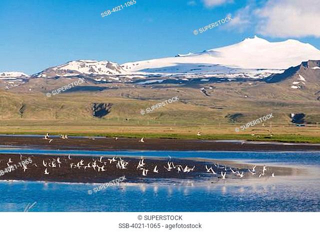 Birds flying over the sea, Snaefellsjokull National Park, Iceland