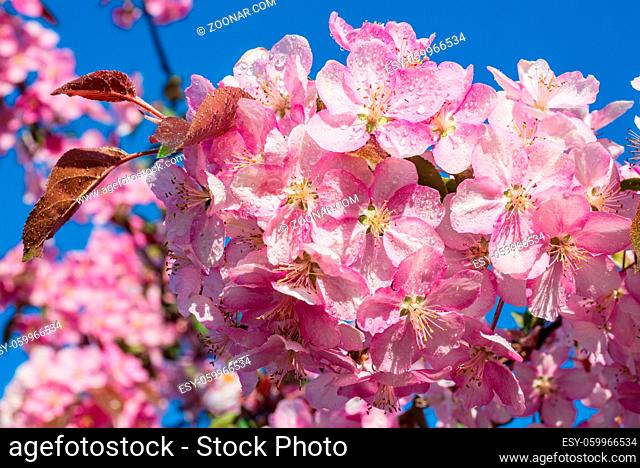 Japanese cherry, sakura, blossom flower twig on blue sky background. Beautiful spring delicate and tenderness concept background