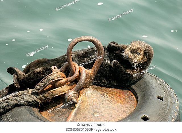 southern sea otter, enhydra lutris nereis, hauled out on a mooring ball, endangered, Monterey bay national marine sanctuary, california, usa, pacific ocean