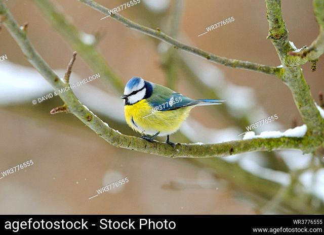 Blue tit (Parus caeruleus) perching on a twig, Bavaria, Germany, front view