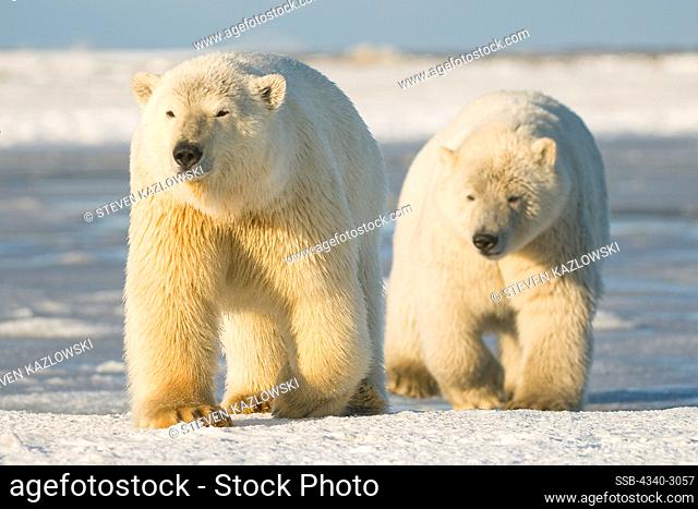 USA, Alaska, Brooks Range, Arctic National Wildlife Refuge, Polar bear (Ursus maritimus) sow and cub off coast in search of food