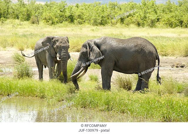 two African elephants / Loxodonta africana