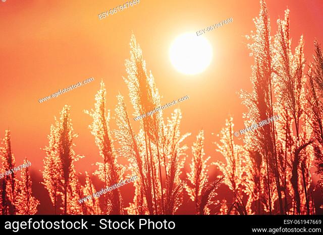 Grass Illuminated By Sun. Dusk Time. Dry Grass In Sunset Sunlight. Beautiful Plant On Sunrise Sky Background. Nature At Sunrise. Golden Summer Sunset