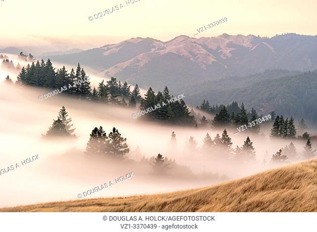 Fog on the Coastal Range Mt Tamalpais State Park California USA