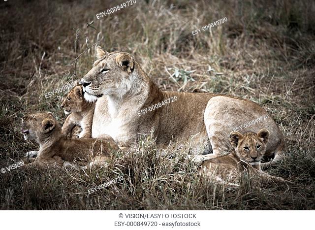lion family in the masai mara reverse in kenya africa