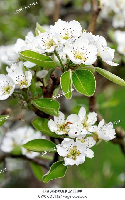 CONFERENCE PEAR BLOSSOM