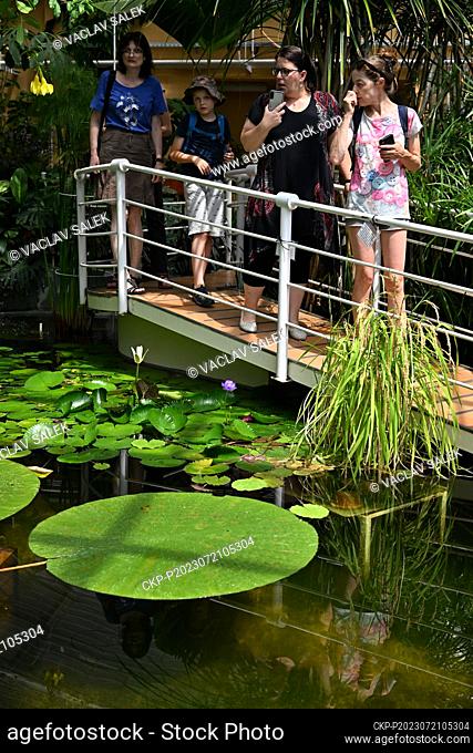 A blossom of Water Lily Victoria amazonica in the Botanic Gardens in Masaryk University Faculty of Science in Brno, Czech Republic, July 21, 2023