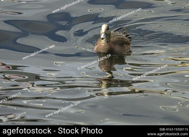 A drake (male) American Wigeon (Mareca americanaon) swimming on Lake Washington in Kirkland, Washington State, USA