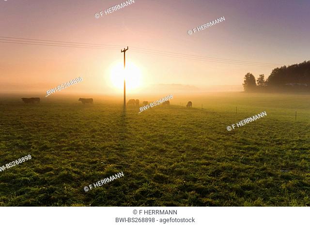 domestic cattle Bos primigenius f. taurus, herd of cows on a pasture in morning fog at sunrise, Germany, Saxony, Vogtland, Vogtlaendische Schweiz
