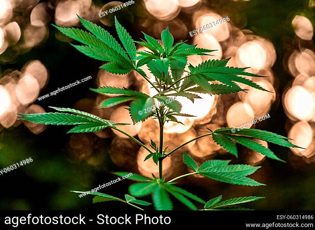 Close up selective focus shot from the side of of a cannabis plant. Sprouting leaves with out of focus warm bokeh lights in background