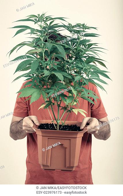 Portrait of a man holding flowerpot with Cannabis plant