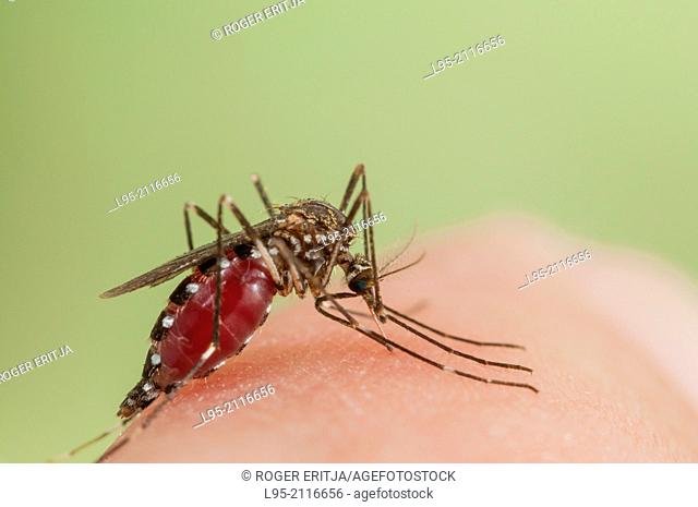 Aedes japonicus invasive mosquito species to Central Europe, bloodfeeding on human skin