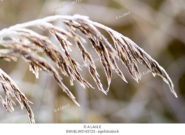 reed grass, common reed Phragmites communis, Phragmites australis, reeds covered with frost, Germany