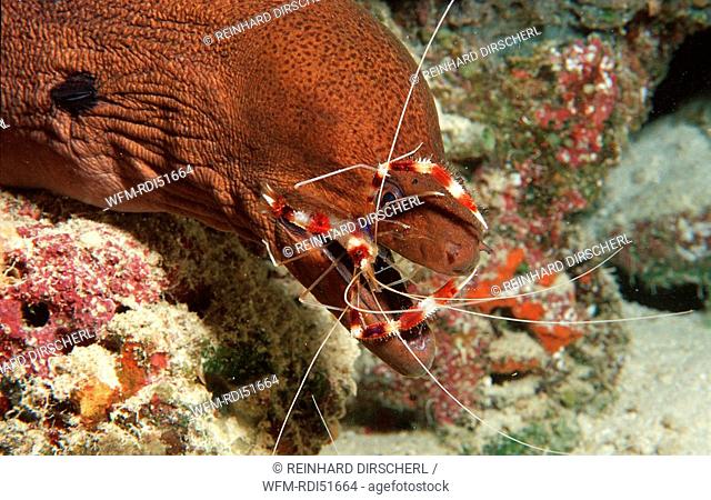 Cleaner shrimp cleaning Yellow-margined moray, Stenopus hispidus Gymnothorax flavimarginatus, Indian Ocean, Maldives Island