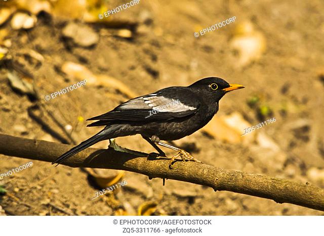 Grey-winged blackbird, male, Turdus boulboul, Sattal, Uttarakhand, India