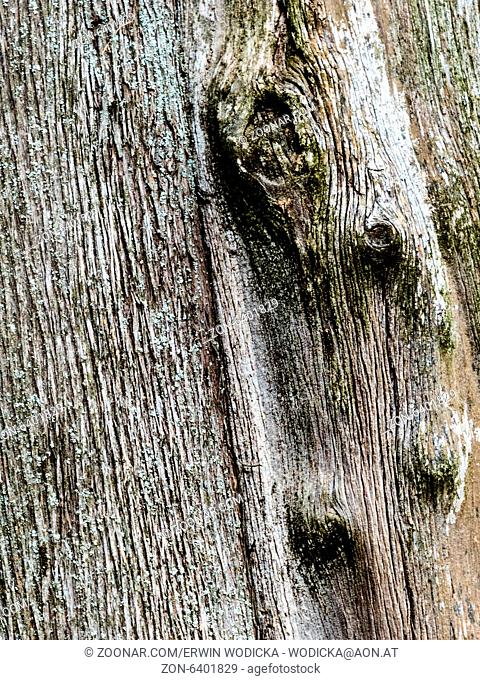 Nahaufnahme der Rinde eines alten Baumstammes. Bild für Hintergrund mit Textfreiraum