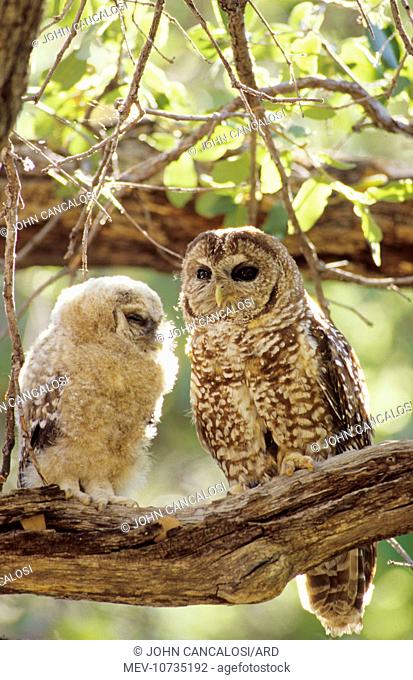 Spotted Owl - mother and young. Decreasing in numbers and range due to habitat destruction. (Strix occidentalis)